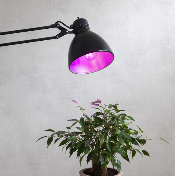 LED lampa E27 | A60 | Växtlampa | 6.5W [Star Trading] 357-37-1 361816 - 3