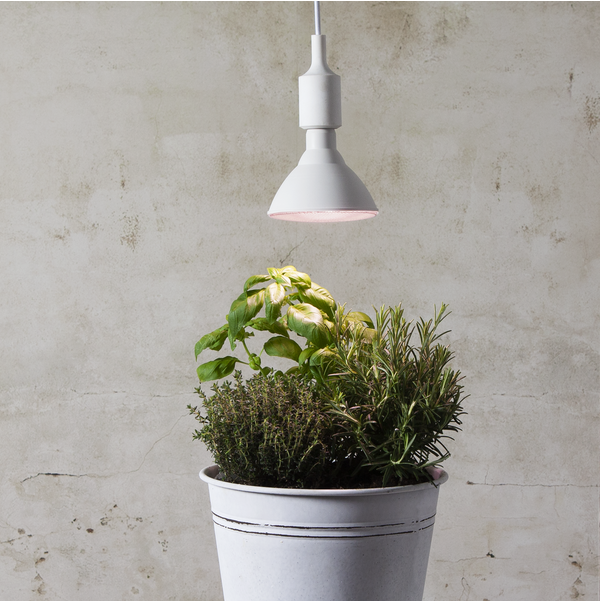 LED växtlampa E27 | PAR38 | röd | 16W [Star Trading] 357-36 361872 - 2