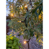 Ljusslinga System LED extra slinga | 5m [Star Trading] 50 lampor 465-06-1 361272 - 3
