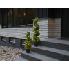 Dekorationsträd med LED | Buxbom 65cm [Star Trading] 501925 - 3