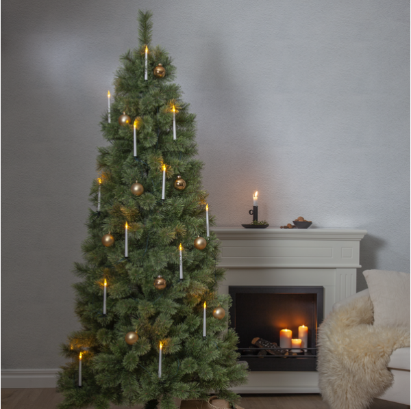 Julgran Cembrini | 210cm [Star Trading] 361718 - 2