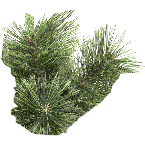 Julgran Cembrini | 210cm [Star Trading] 361718 - 4