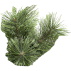 Julgran Cembrini 210cm [Star Trading] 361718 - 4